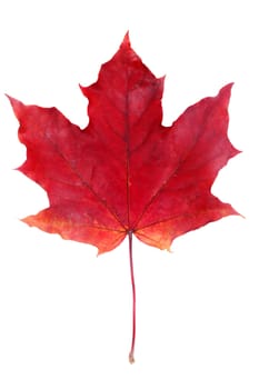 One red autumn dry maple leaf isolated on white background