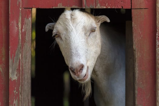 Goat inside the red barn at a farm
