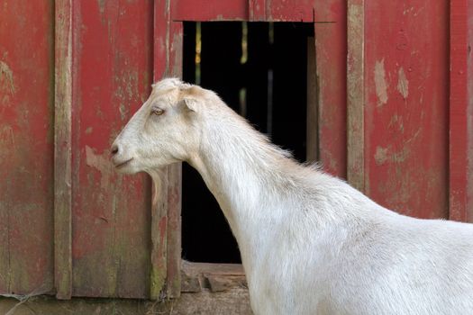 Goat standing beside a red barn at a farm