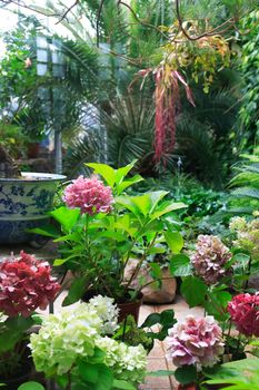 Various tropical plants and flowers inside big winter garden