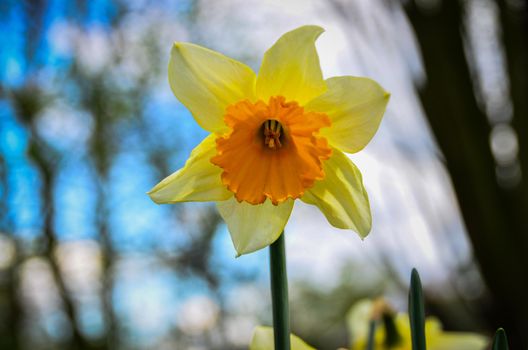 Close-up view of yellow daffodil against spring cloudy sky.