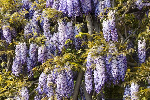 Wisteria sinensis, or Chinese Wisteria can have blue, white or purple flowers. The plant is a vine, but it can be trained in a tree like form. It blooms in spring and the flowers are fragrant.