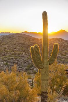 Saguaro, the most common giant cactus in Arizona, USA, in the sunset.