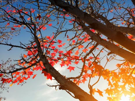 Red maple leaves on the tree against the sky and sunlight