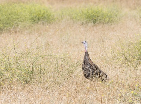 Wild Turkey female standing in the field with dry grass.