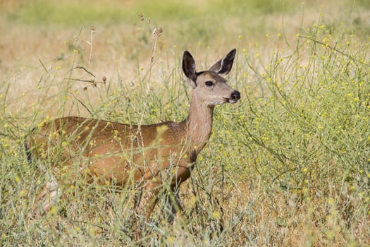 A doe of a Black tail Deer standing in the dry grass field.