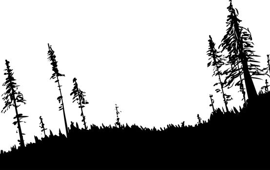 Back-lit illustration of Swedish forest woodland from low angle as nature background