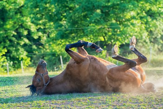 Horse lying on the grass outdoor at the summer time