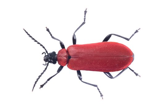 Red beetle isolated on a white background