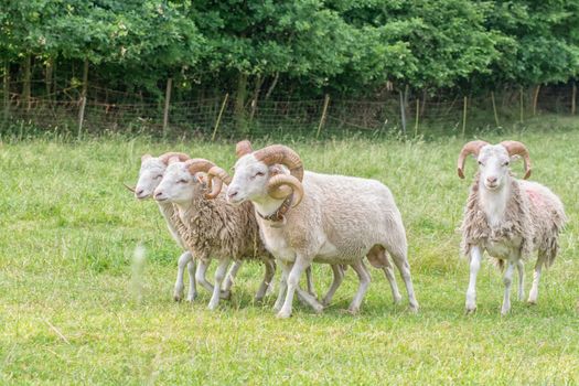 Sheep on the pasture, which is chasing the dog