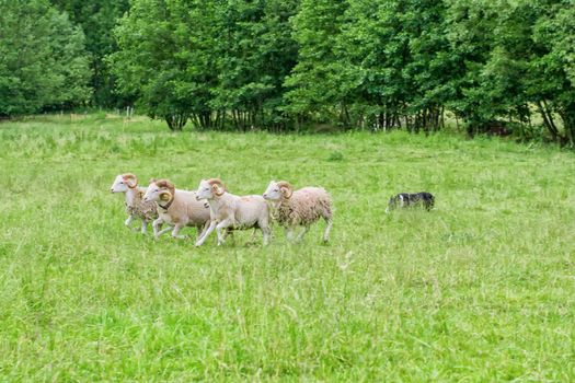 Sheep on the pasture, which is chasing the dog