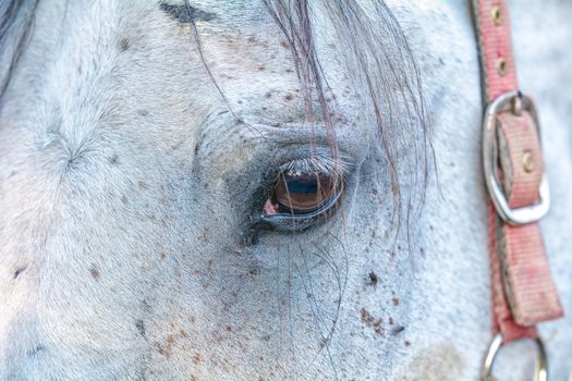 Close up eye of the white horse