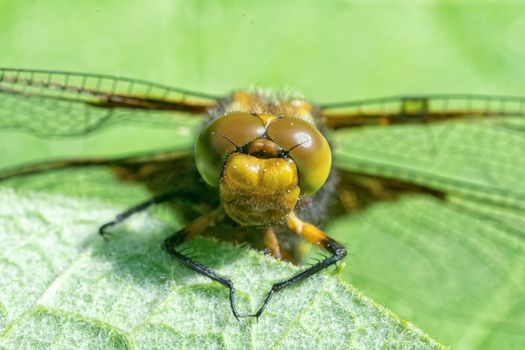 Detail of head of a dragonfly with a green blurred background