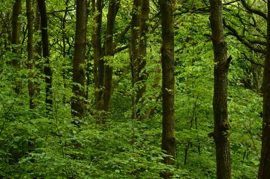 A leafy green woodland full of trees in England in late spring, no colour enhancement, this is the colour it really is.