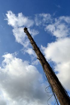 an old disused telephone pole with tangles od old wiring