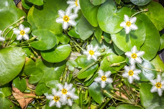 Water Snowflake or Nymphoides indica tiny water lily