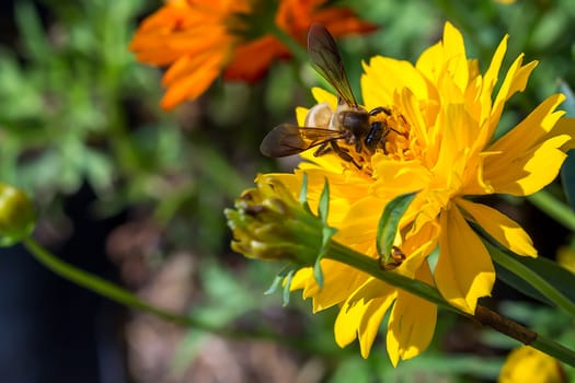 bee on flower