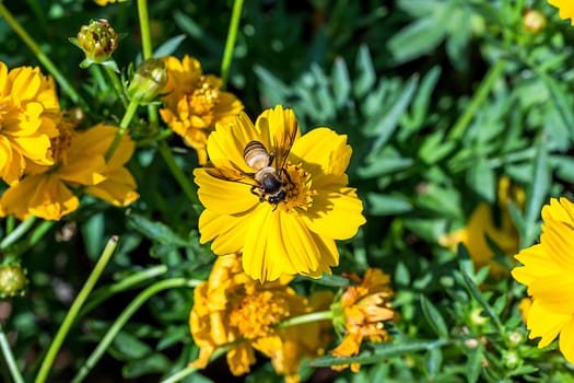 bee on flower