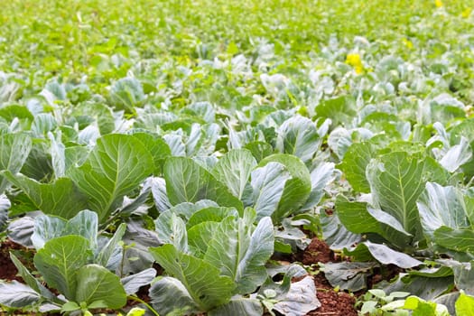 Cabbage field