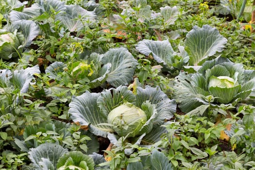 Freshly harvested cabbage