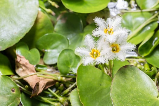 Water Snowflake or Nymphoides indica tiny water lily