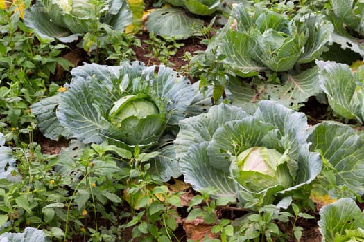 Freshly harvested cabbage