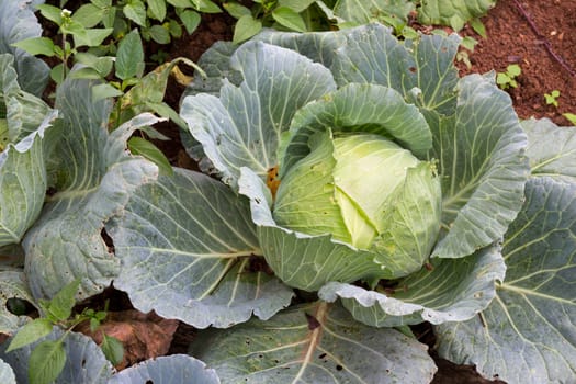 Freshly harvested cabbage