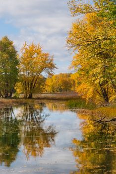 Beautiful sunshine through autumn deciduous marshland woods and wetlands on walking trail through Petris Island nature preserve in Orleans, Ontario, Canada.