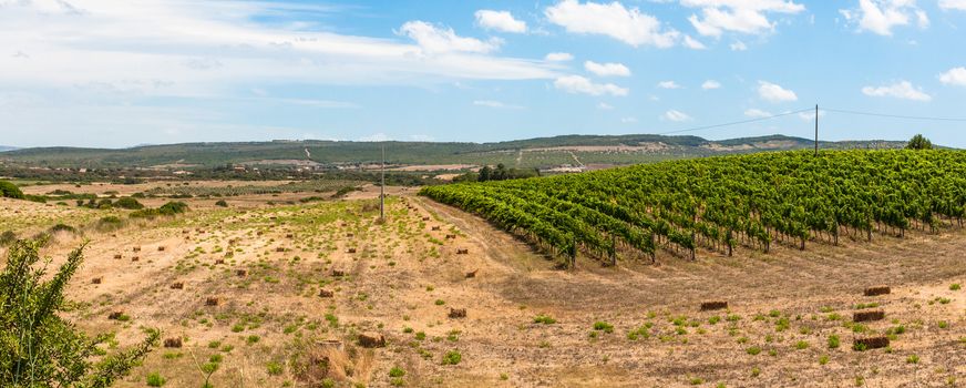 Vineyard in a sunny day of summer in sardinia