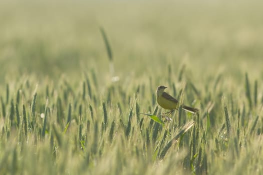 agricultural field, nature and agriculture farming series