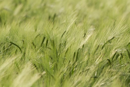 agricultural field, nature and agriculture farming series