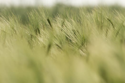 agricultural field, nature and agriculture farming series