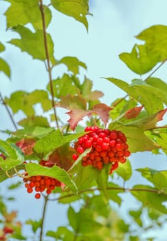 Some ripe viburnum on branch against the leaves