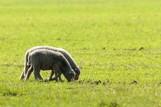 sheep on grass with blue sky, some looking at the camera