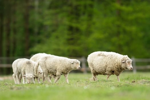 sheep on grass with blue sky, some looking at the camera