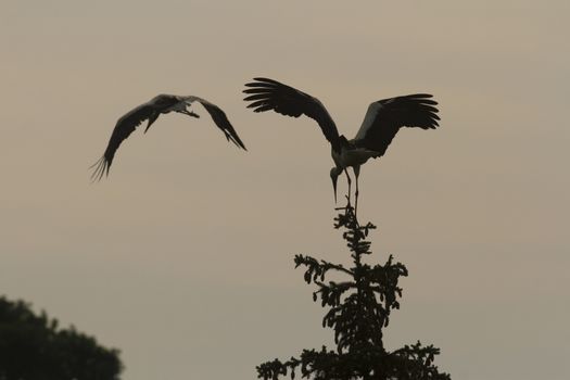 storks on green grass in sunny day, nature series