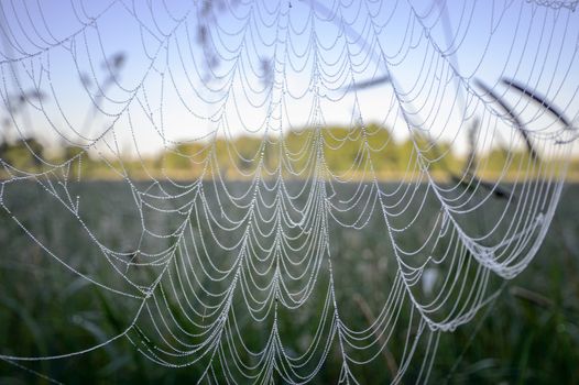 spider web with colorful background, nature series
