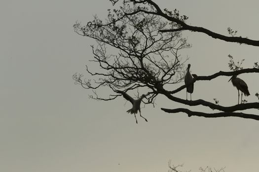 storks on green grass in sunny day, nature series