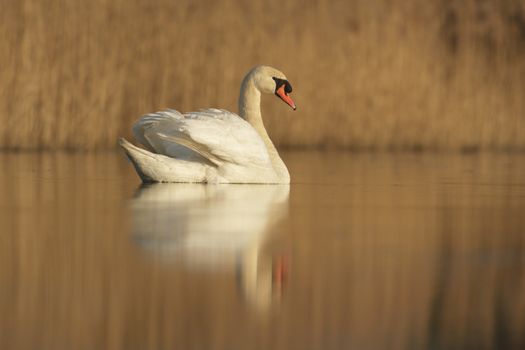 swan on blue lake in sunny day, swans on pond, nature series