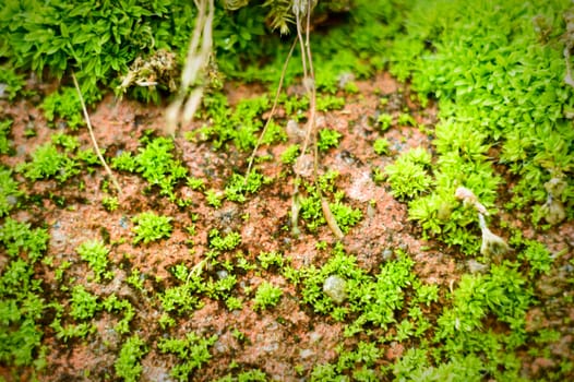 plants for natural background, nature series
