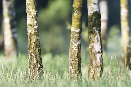 spring landscape of young trees, nature series