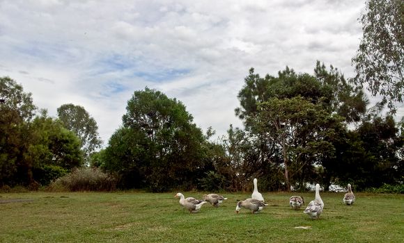 Ducks with trees and grass