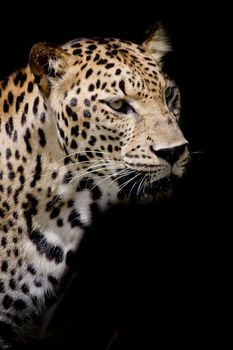 Leopard portrait