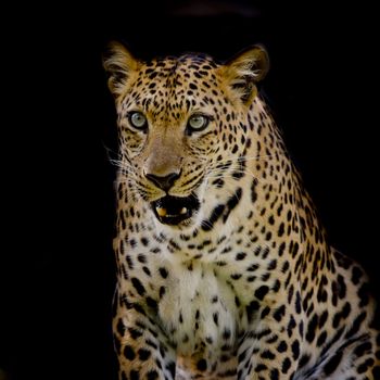 Leopard portrait