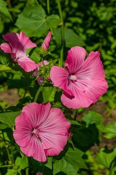 Lavatera blossoms in summer garden on Sunny day