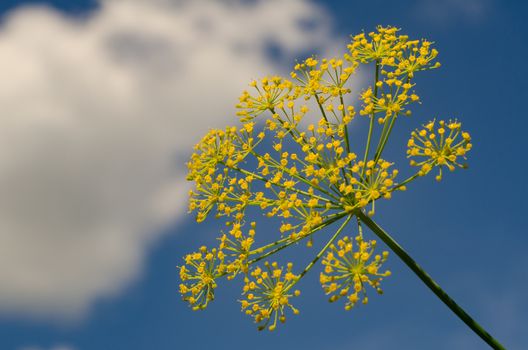 Flowering dill closeup on blue sky background