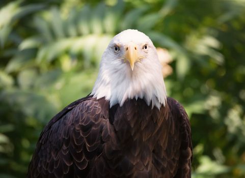 Close-up Portrait of a Bald Eagle, Green Background, Color Image, Day