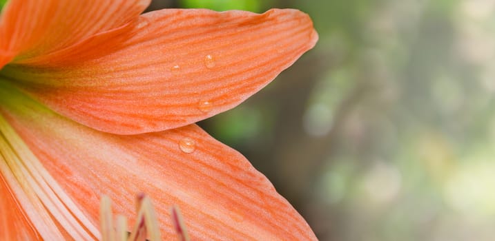 Closeup petal of orange flowers Hippeastrum or Amaryllis in nature garden background, Amaryllidaceae, blossom flowers Amaryllis or Hippeastrum with fresh mood for background