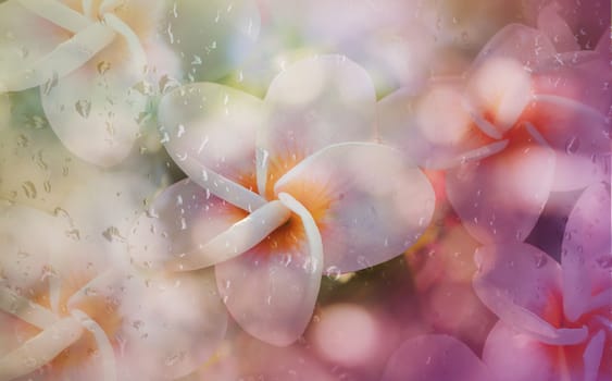 Blurred rain drop and sweet frangipani or plumeria flower shape with soft pastel pink purple for romantic abstract background