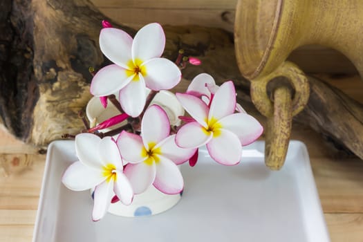  White flower plumeria with dry stump